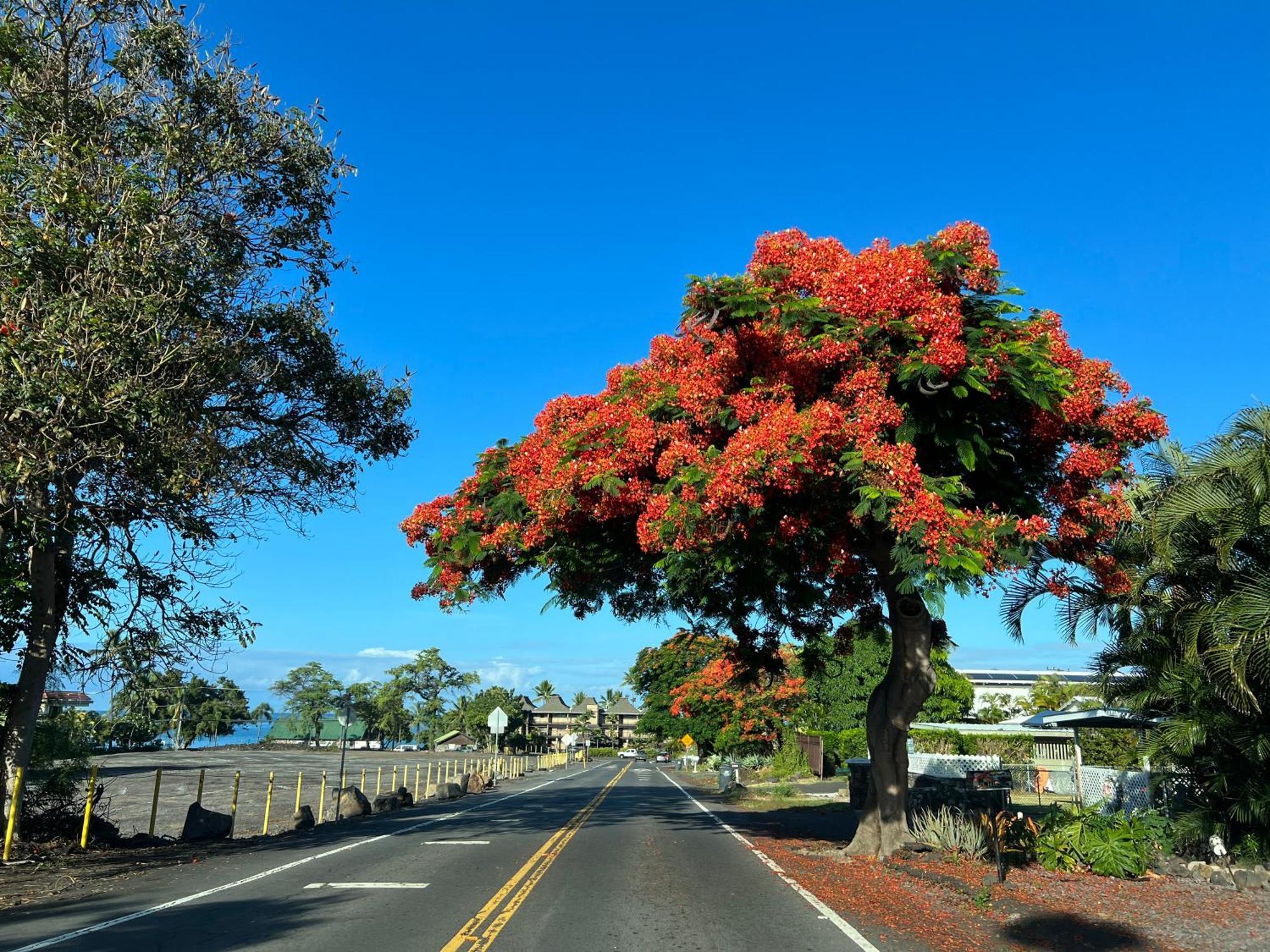 Mailan Hale Lejlighed Kailua-Kona Eksteriør billede